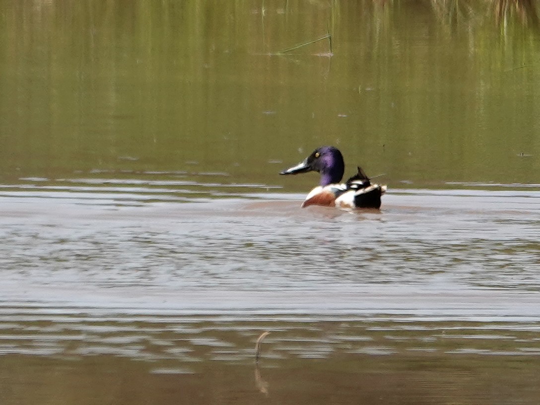 skjeand - ML647494930