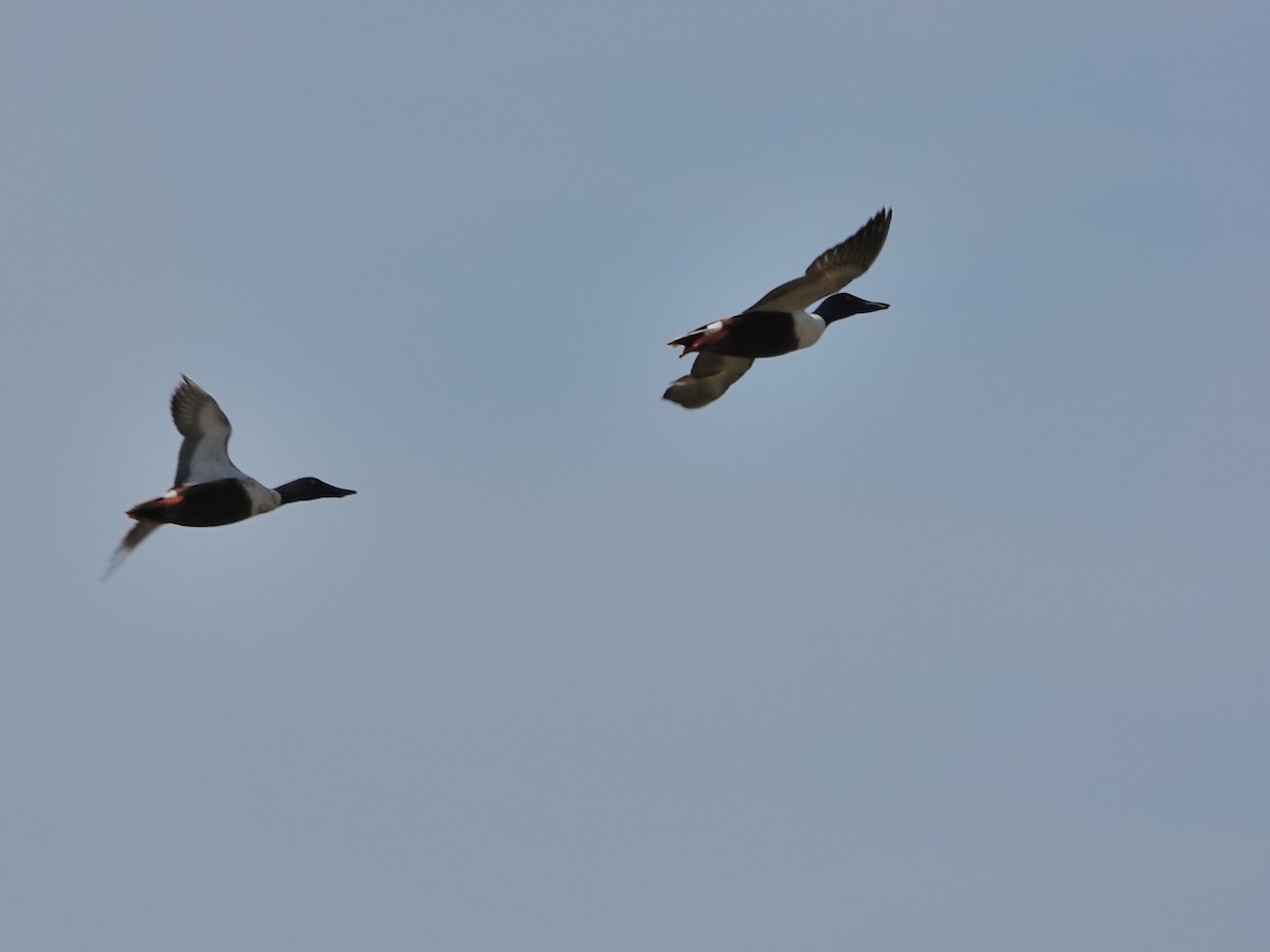 skjeand - ML647494931