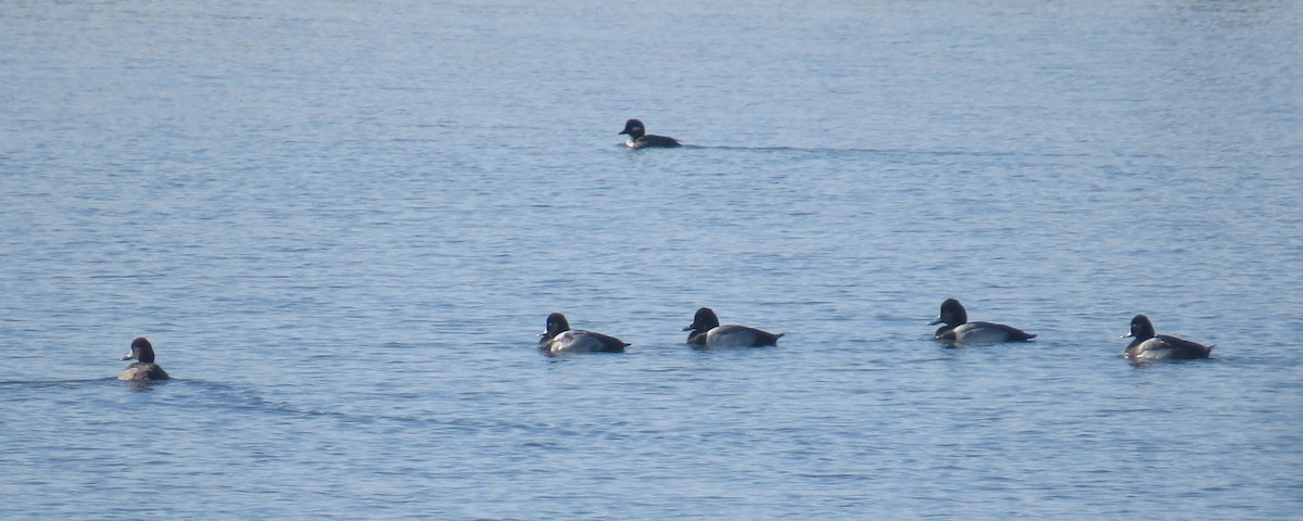 bergand - ML647494934