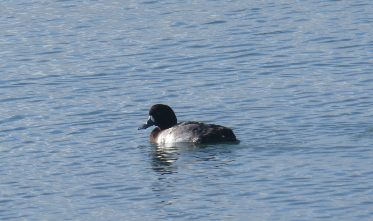 purpurhodeand - ML647494935