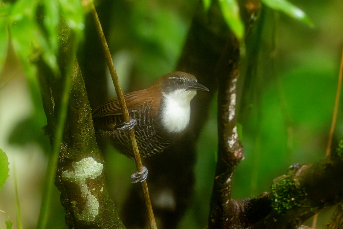 svartbuksmett - ML647494936