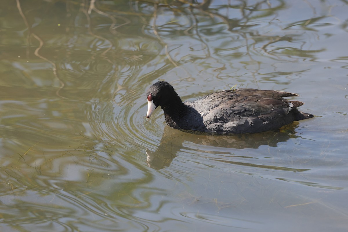 amerikasothøne - ML647494937