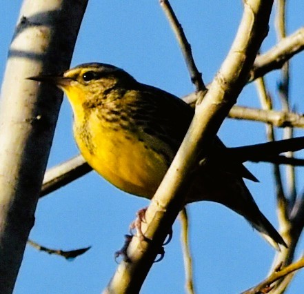 prærielerketrupial - ML647494938