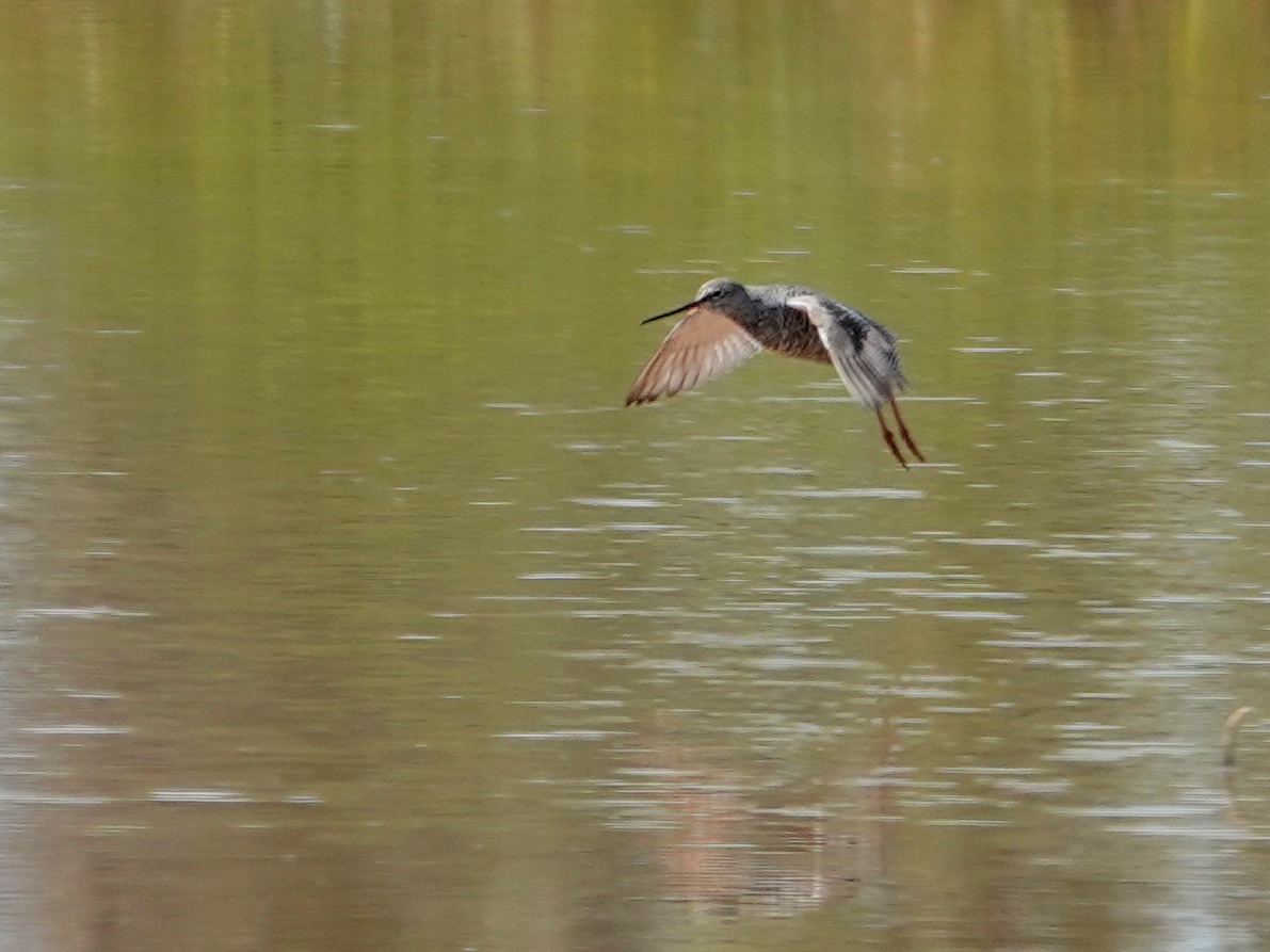 sotsnipe - ML647494939