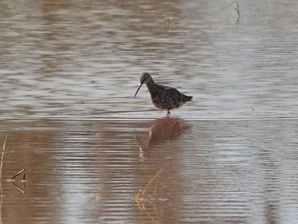 sotsnipe - ML647494940