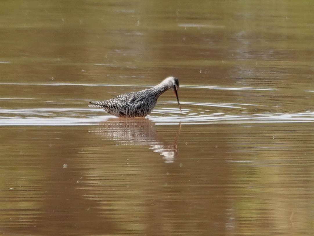 sotsnipe - ML647494941