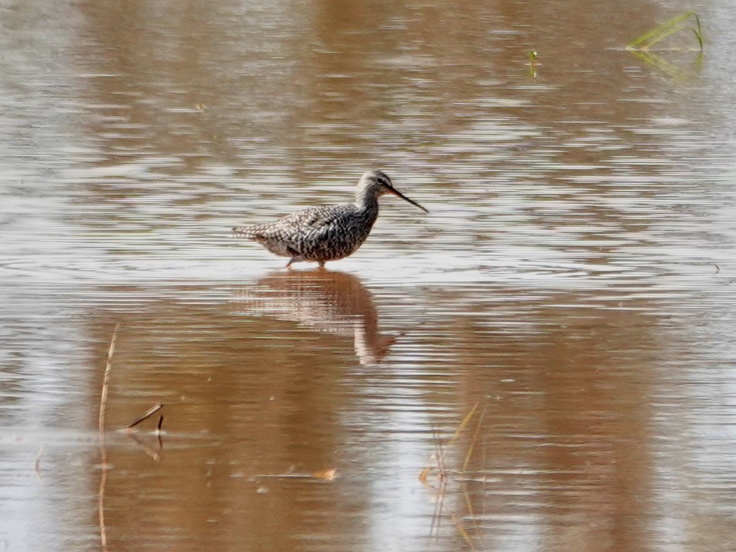 sotsnipe - ML647494942