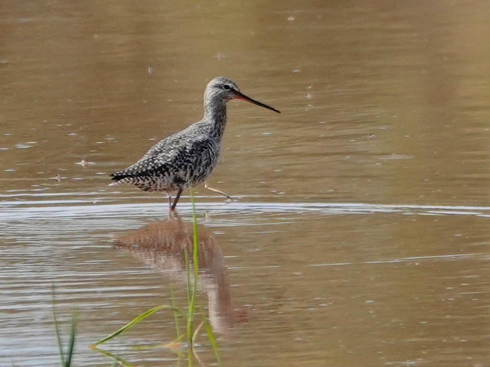 sotsnipe - ML647494943