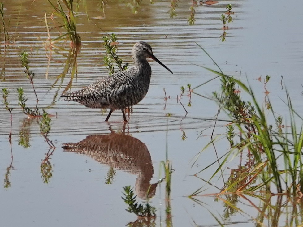 sotsnipe - ML647494944