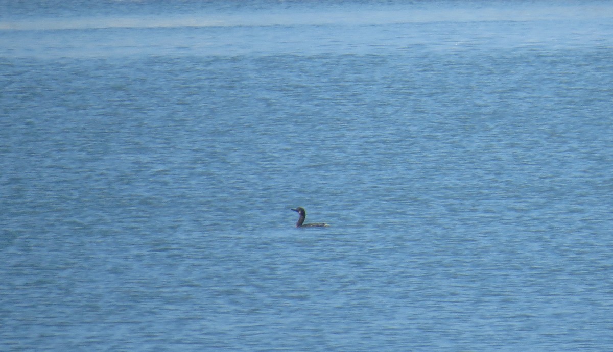 blåhakeskarv - ML647494947