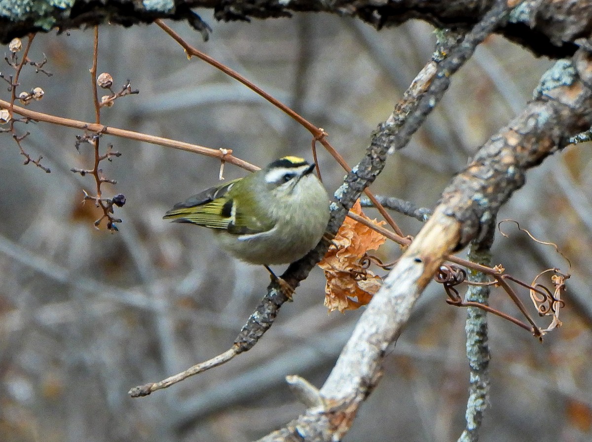 ildkronefuglekonge - ML647494949