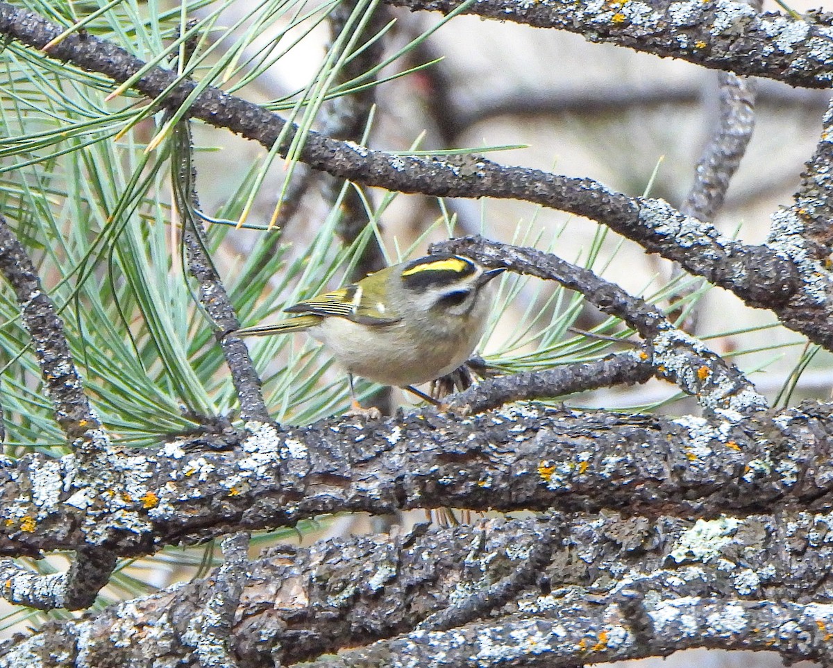 ildkronefuglekonge - ML647494950