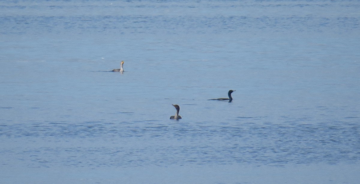 beringskarv - ML647494952