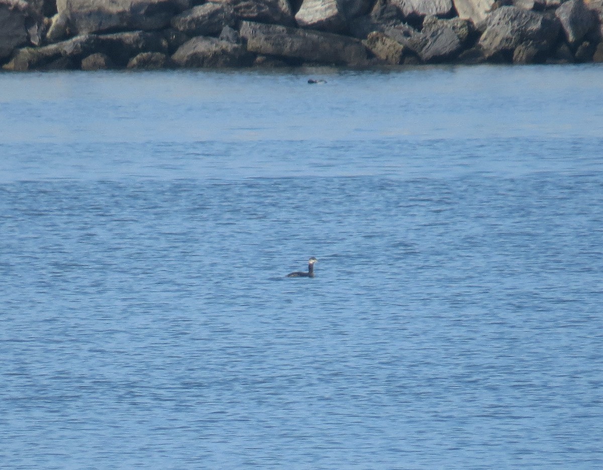 Somormujo Cuellirrojo - ML647494954