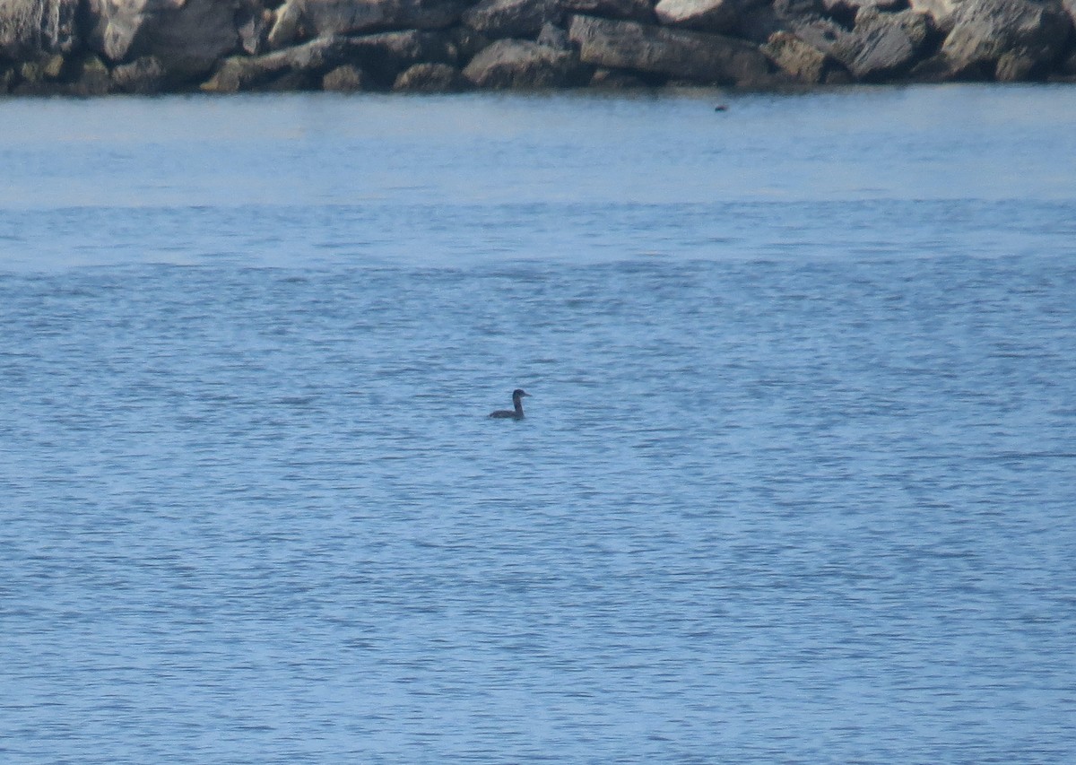 Somormujo Cuellirrojo - ML647494955