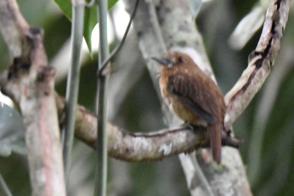 White-whiskered Puffbird - ML647494961
