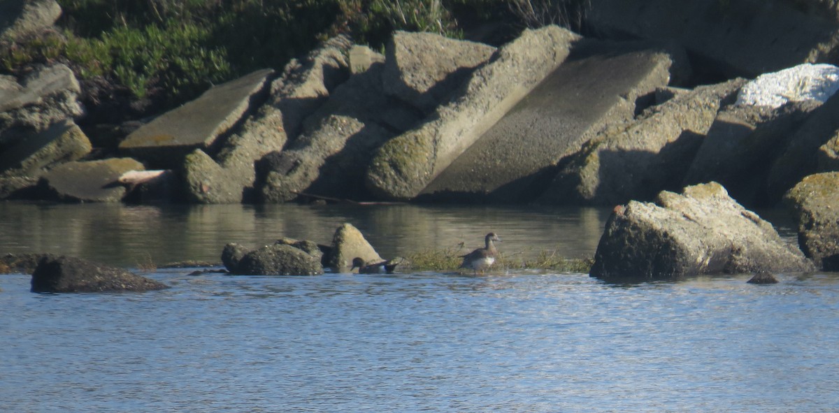 American Wigeon - ML647494967