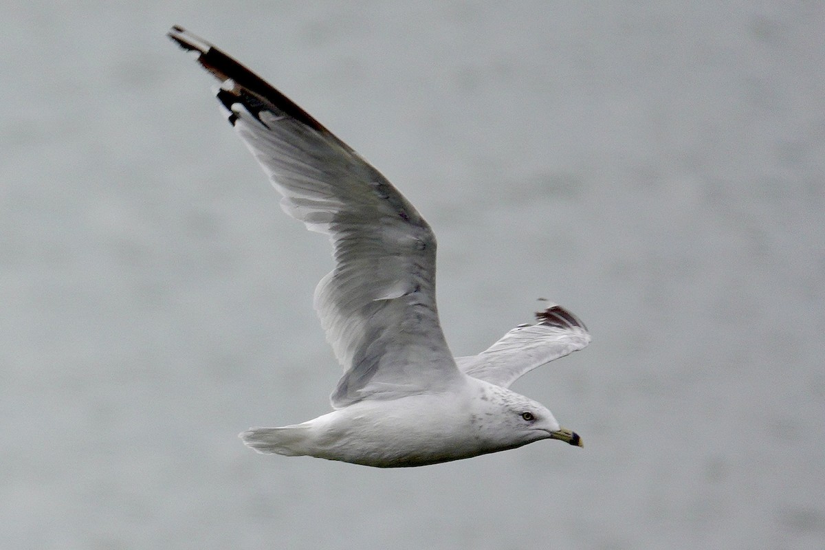 Ring-billed Gull - ML647494969
