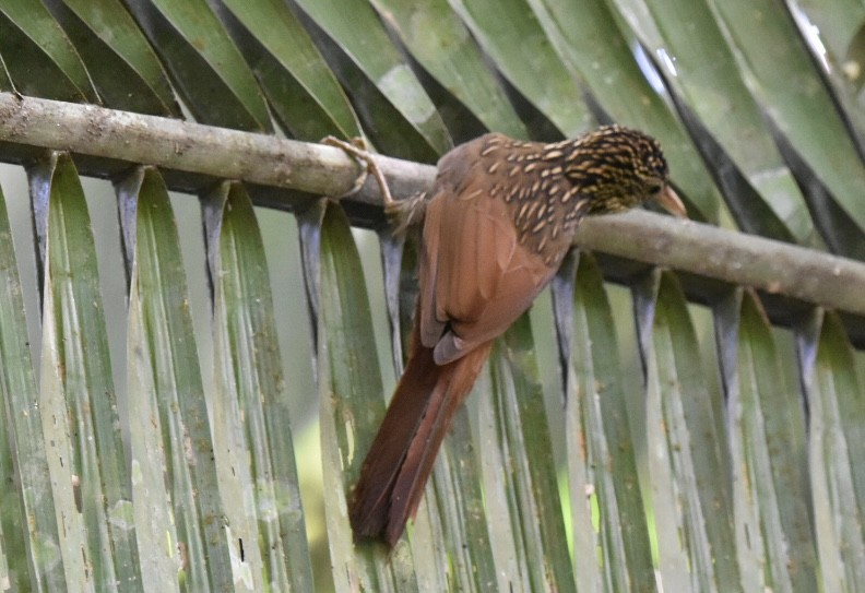 Ivory-billed Woodcreeper - ML647494971