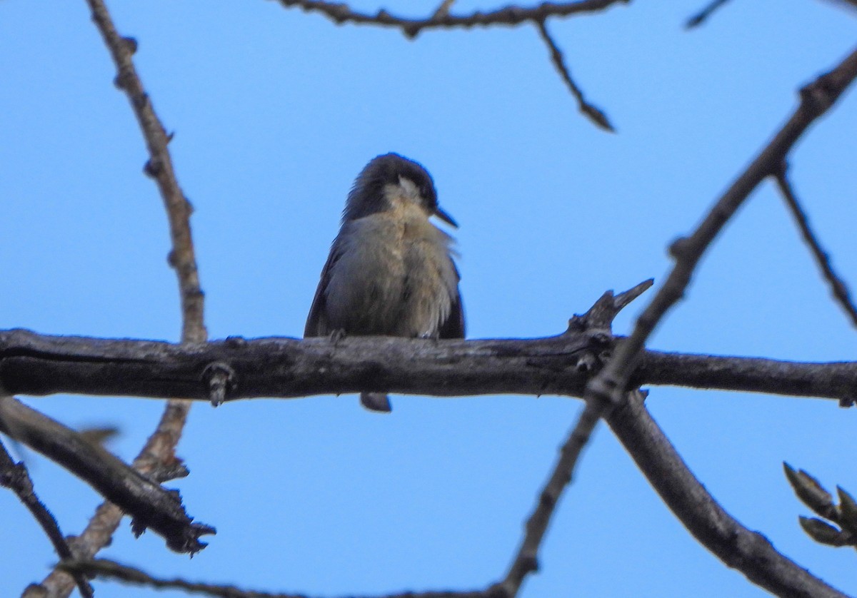 Pygmy Nuthatch - ML647494974