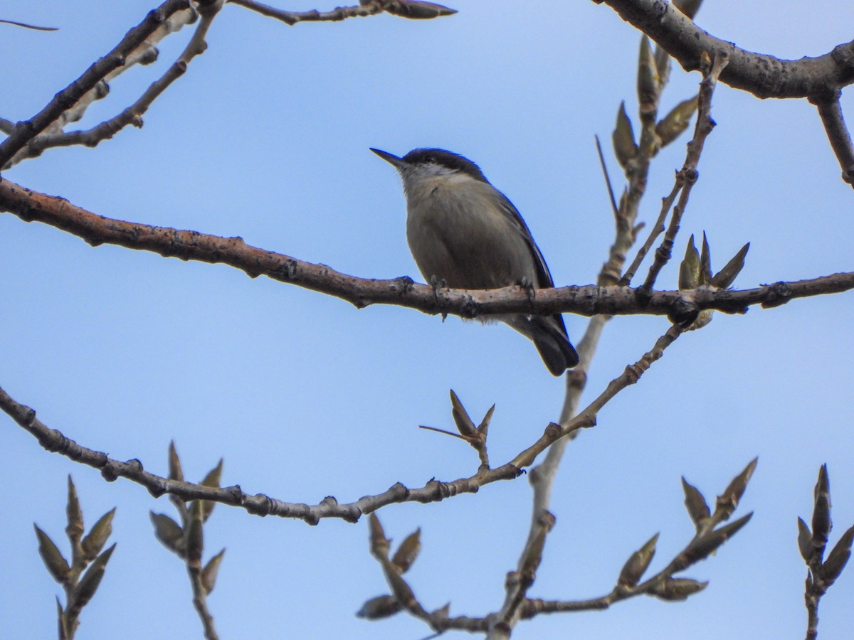 Pygmy Nuthatch - ML647494975