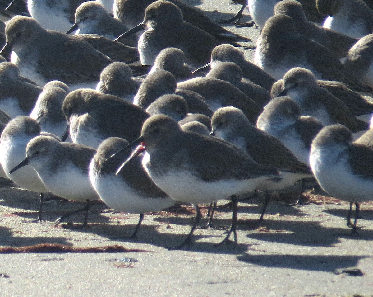 Dunlin - ML647494976