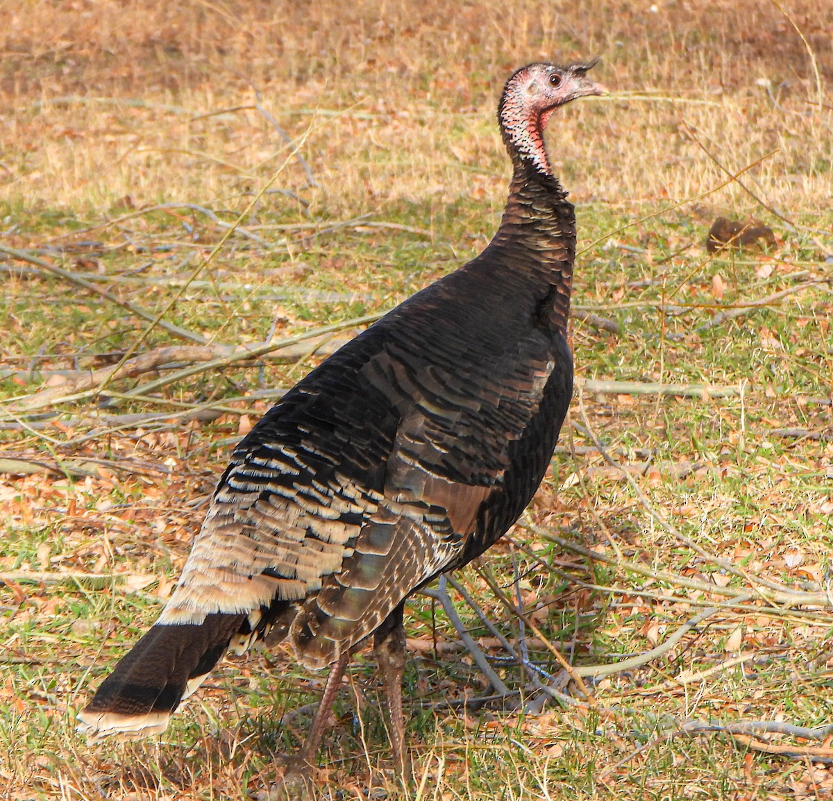 Wild Turkey - ML647494983