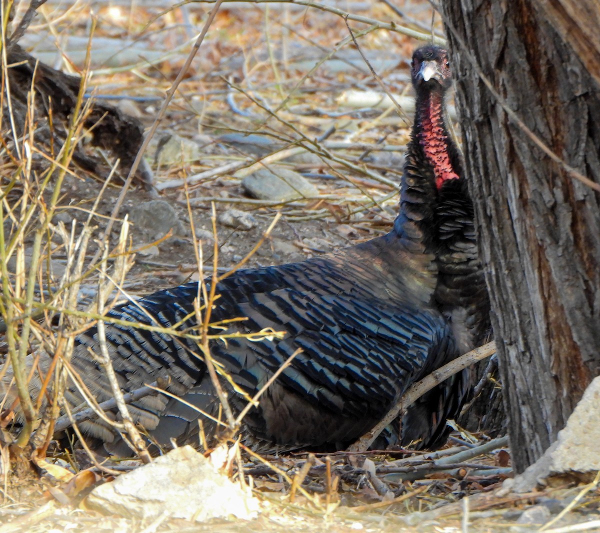 Wild Turkey - ML647494984