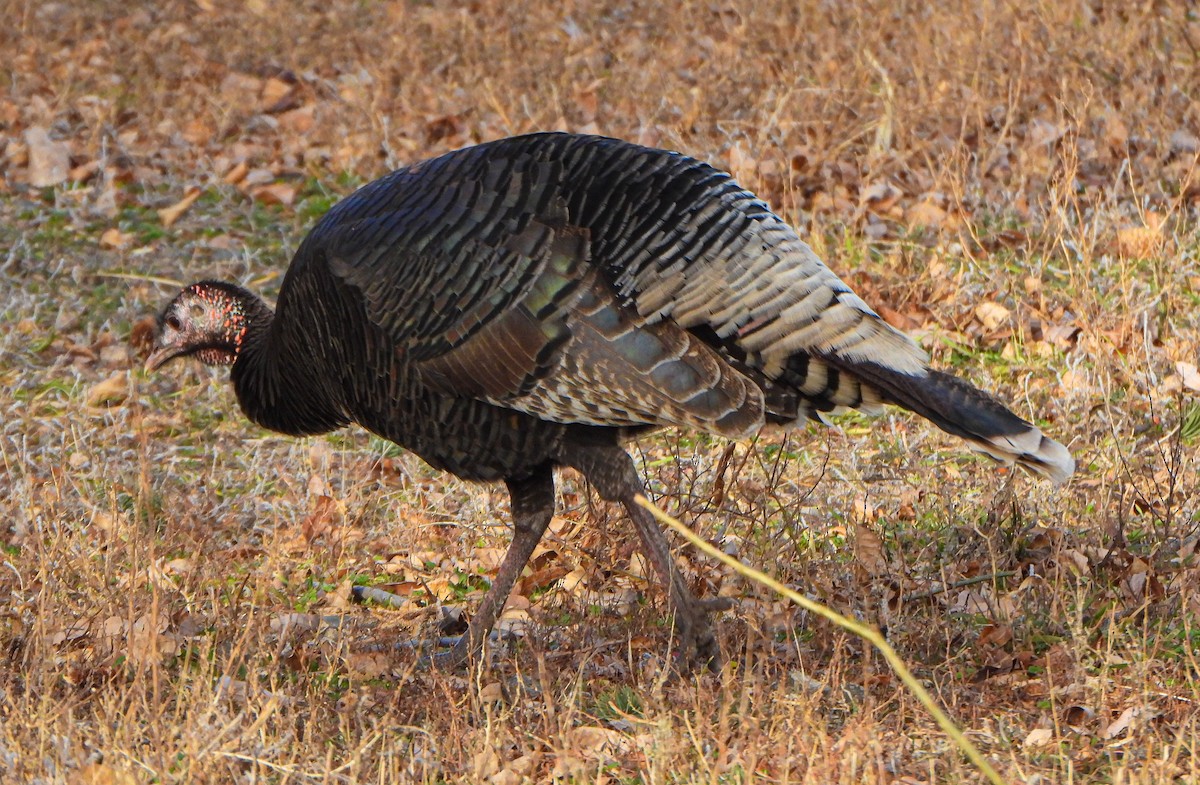 Wild Turkey - ML647494985