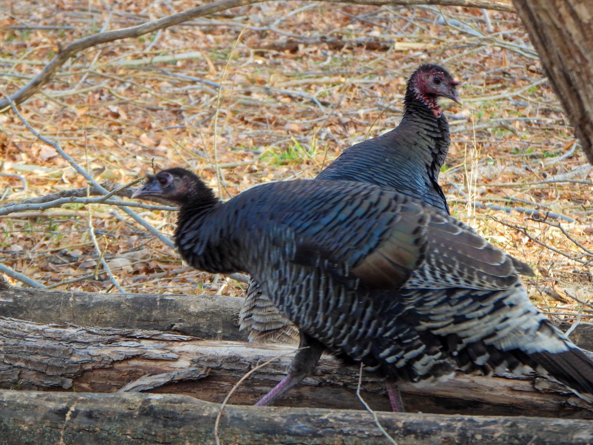 Wild Turkey - ML647494986