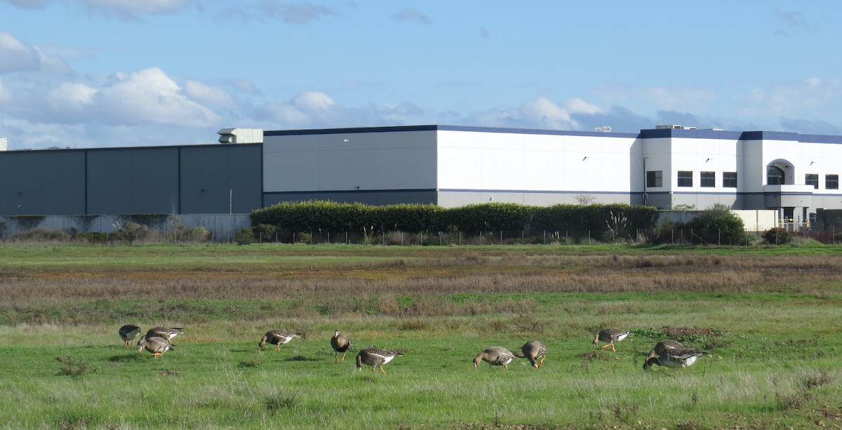 Greater White-fronted Goose - ML647494992