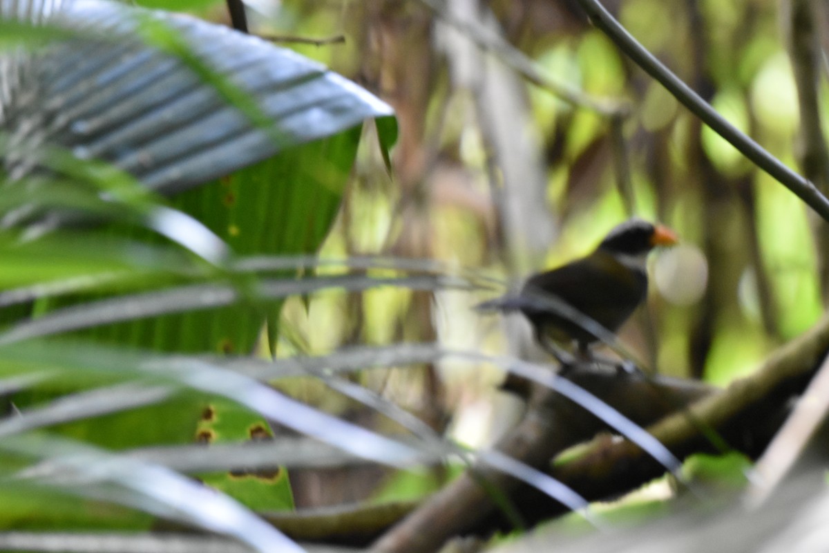 Orange-billed Sparrow - ML647494994