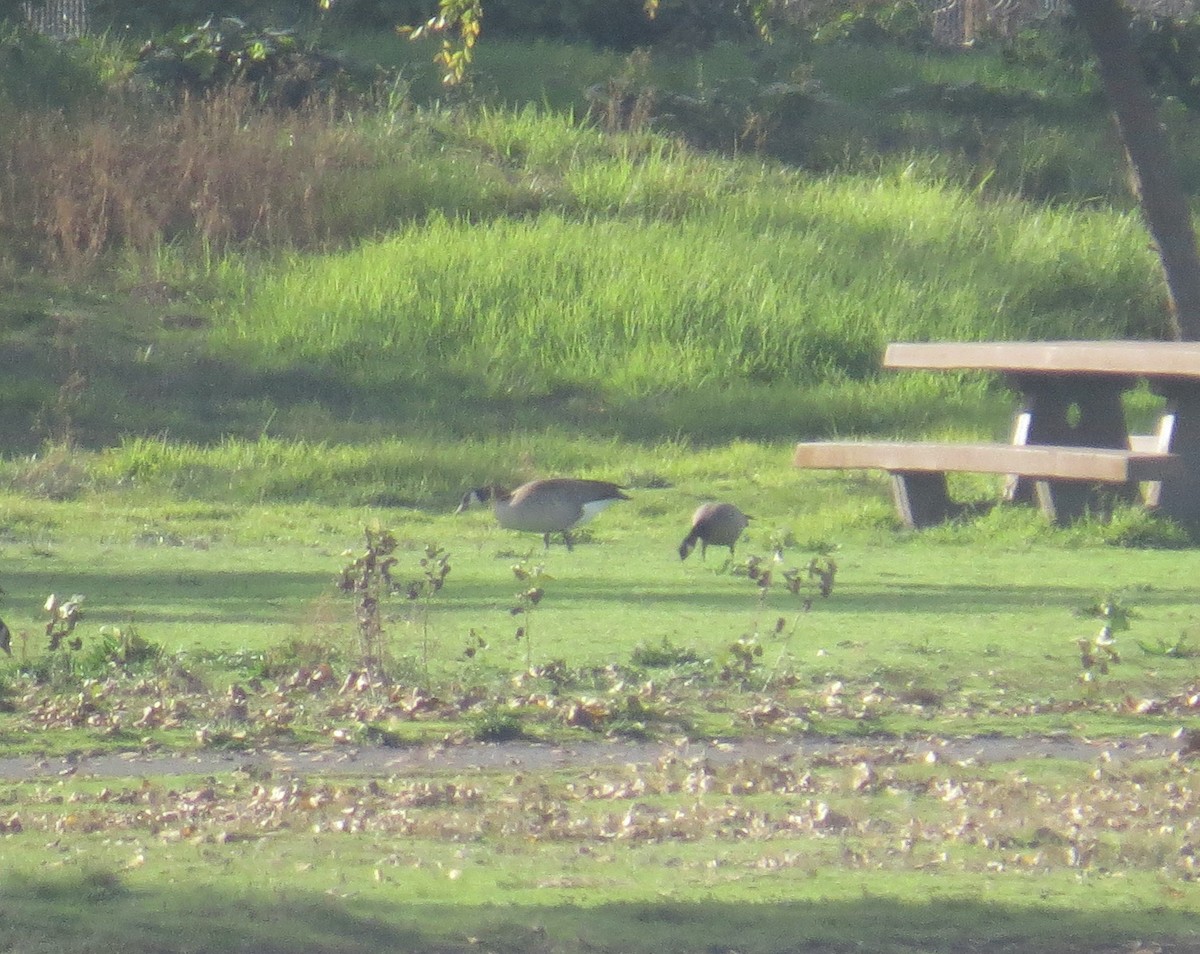 Cackling Goose - ML647495000