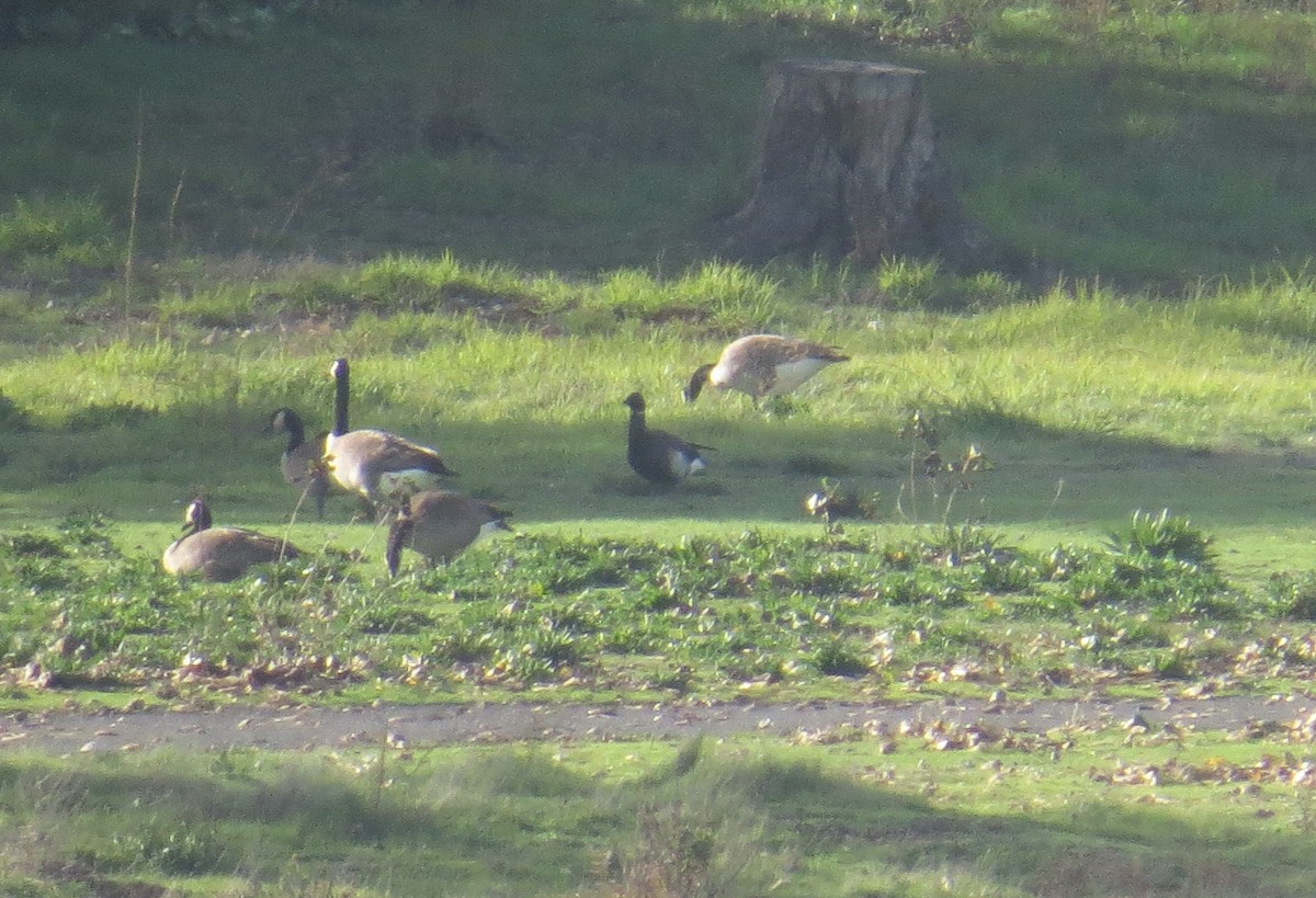 Brant (Black) - ML647495002