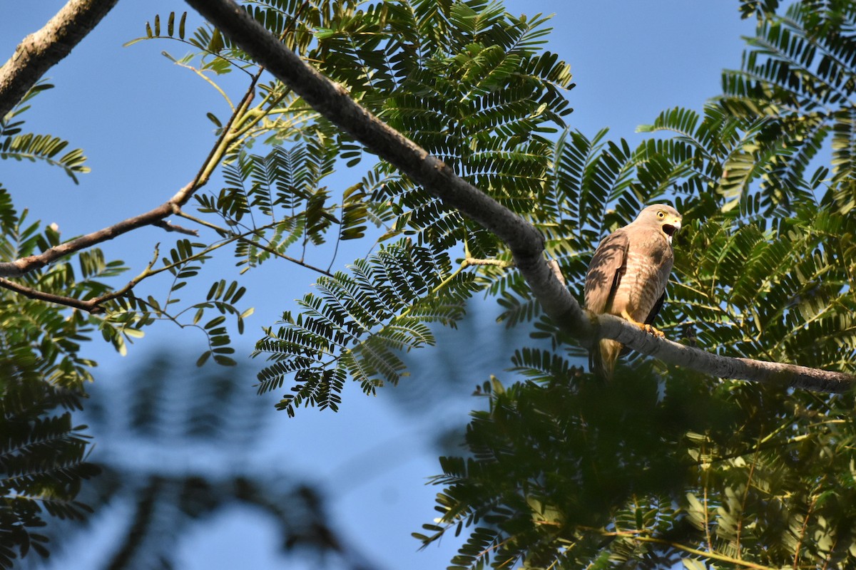 Roadside Hawk - ML647495004