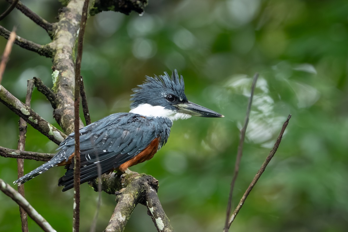 Ringed Kingfisher - ML647495012