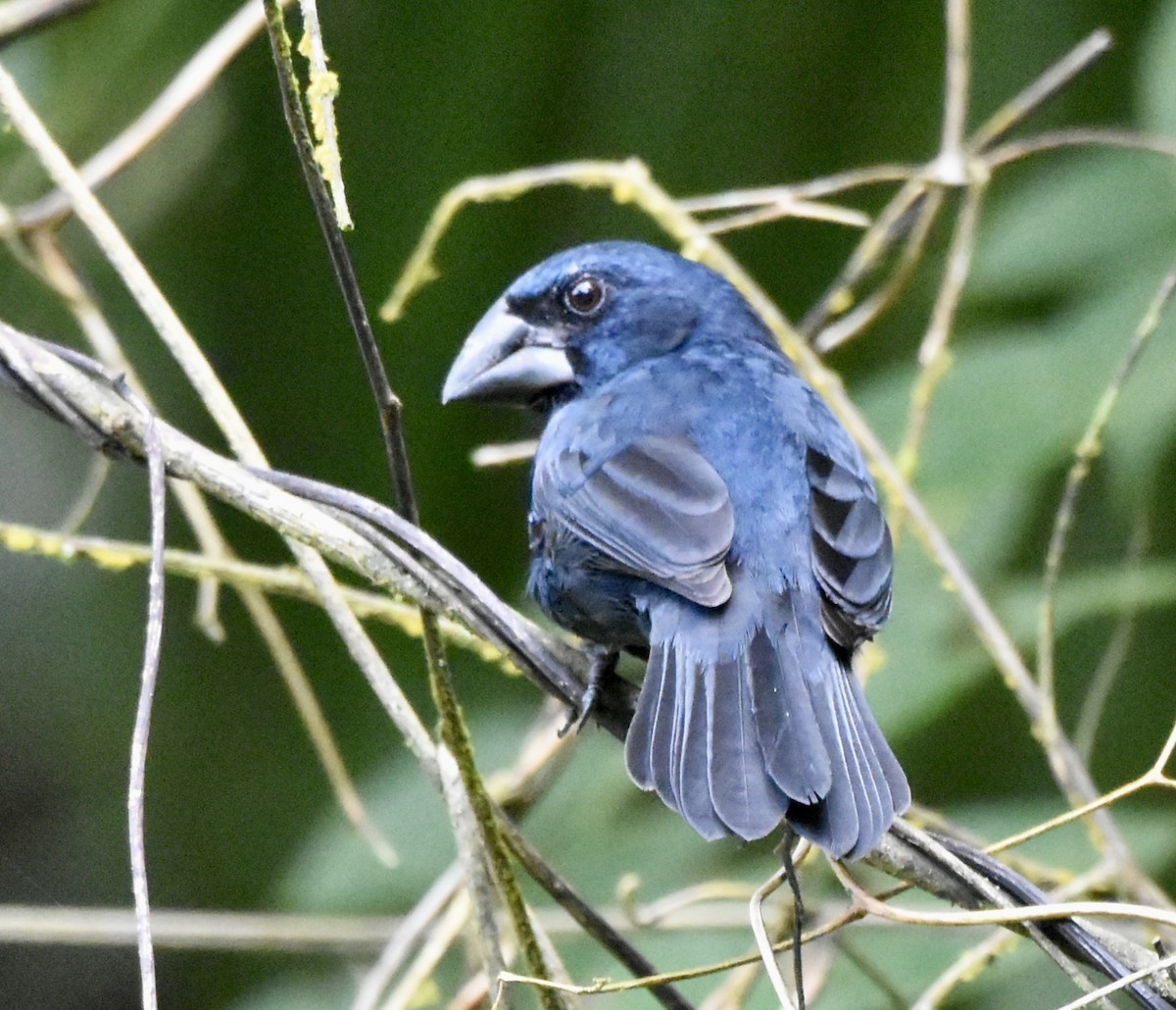 Blue-black Grosbeak - ML647495020
