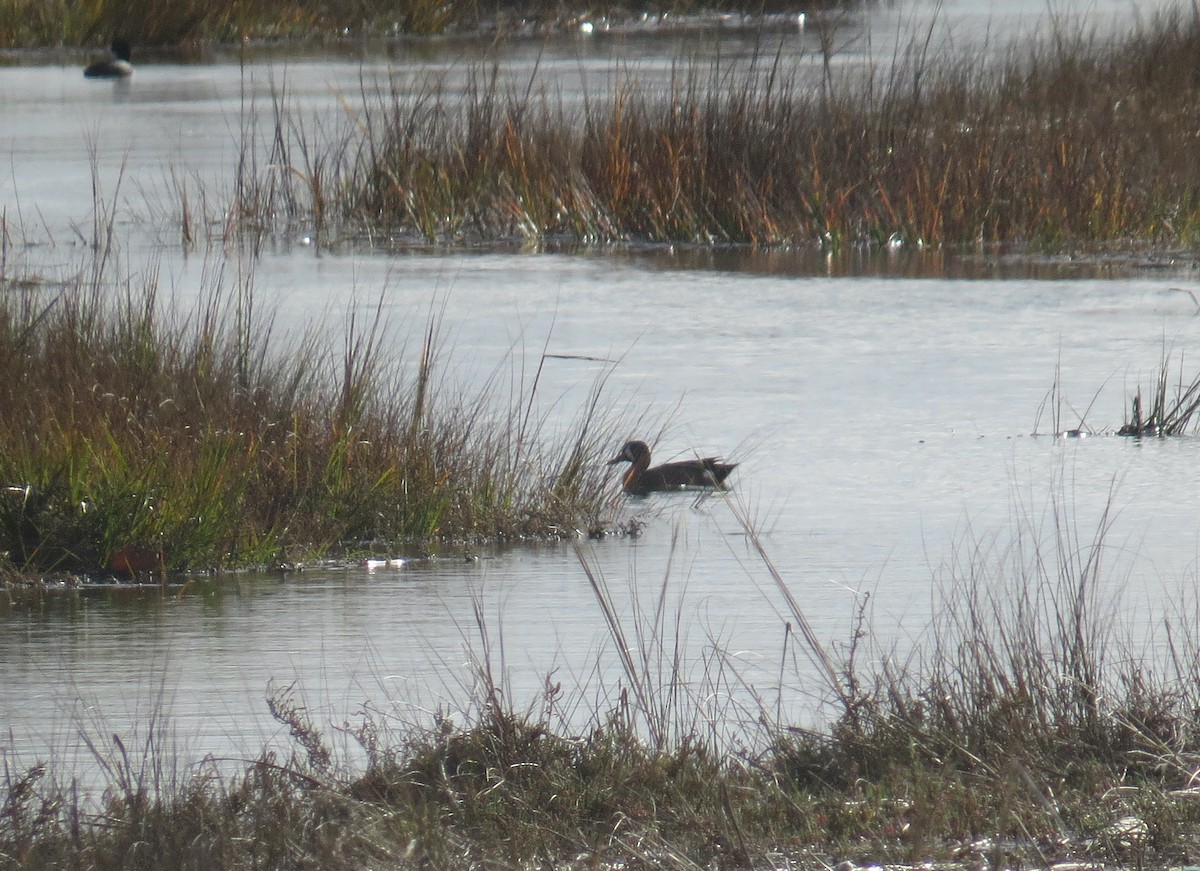 Zertzeta hegalurdina - ML647495025