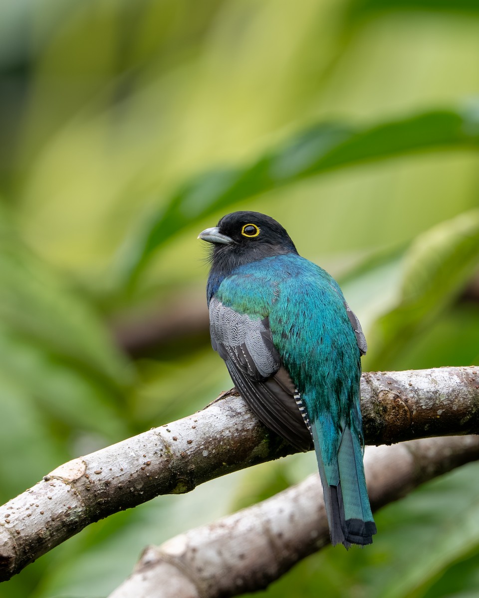 Mor Trogon - ML647495033