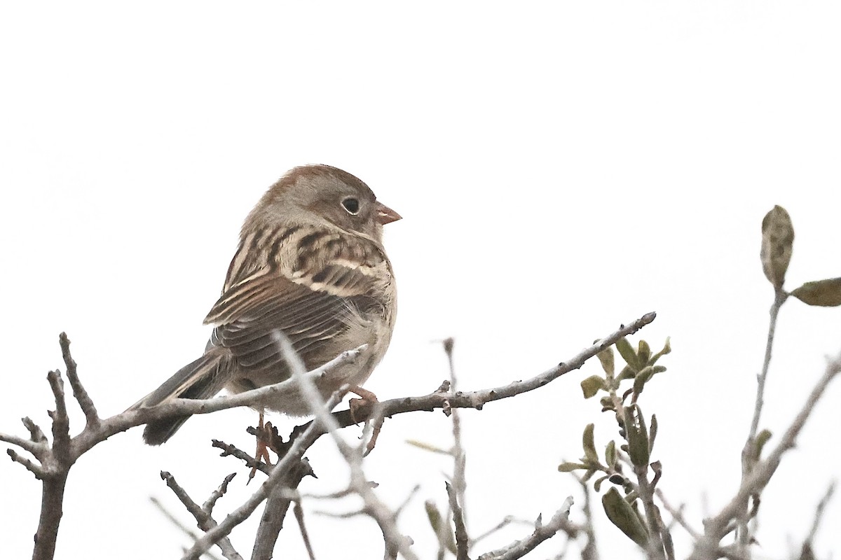 Field Sparrow - ML647495046