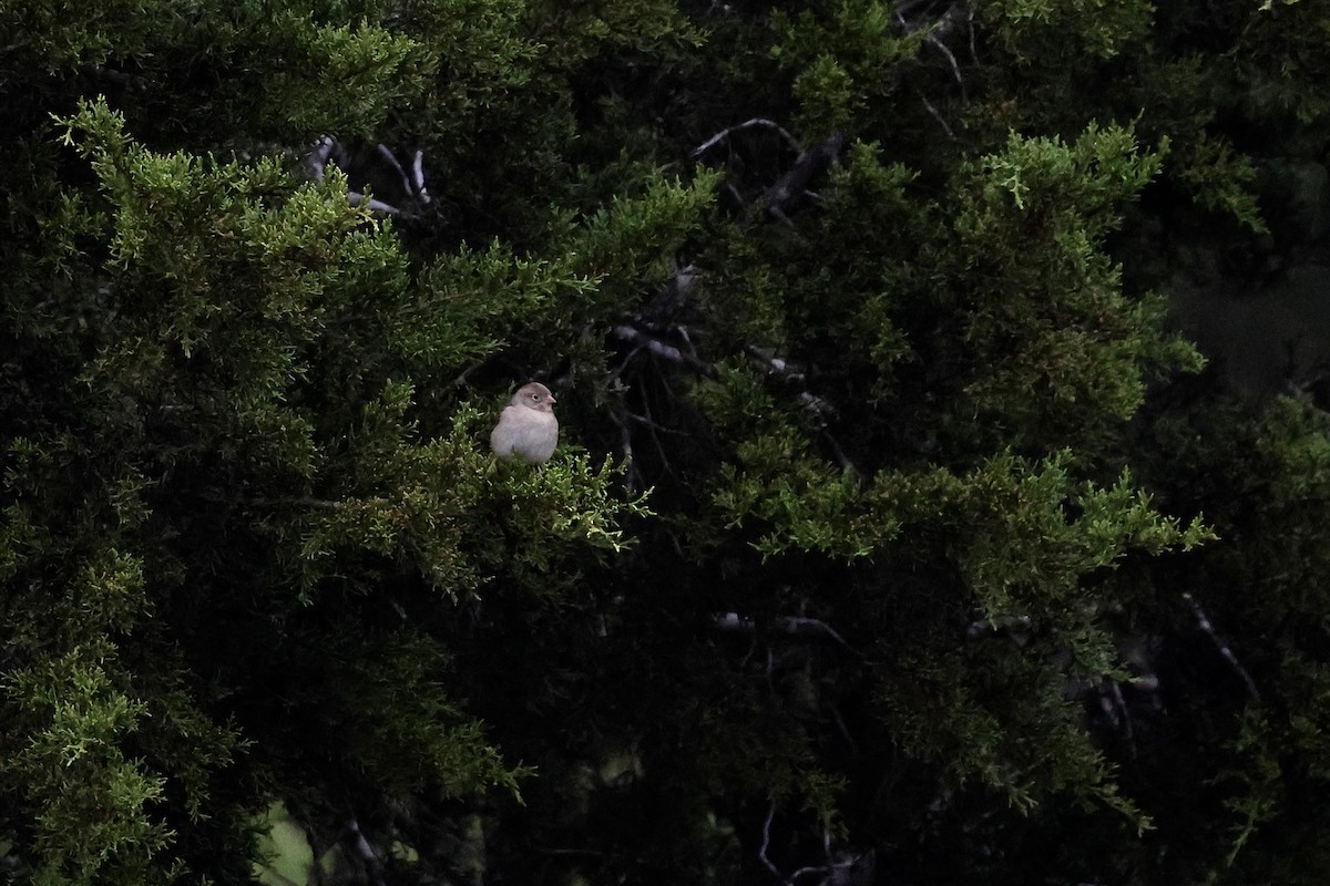 Field Sparrow - ML647495047