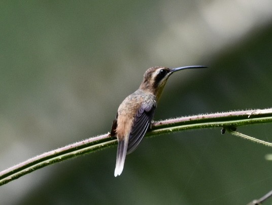 Stripe-throated Hermit - ML647495052