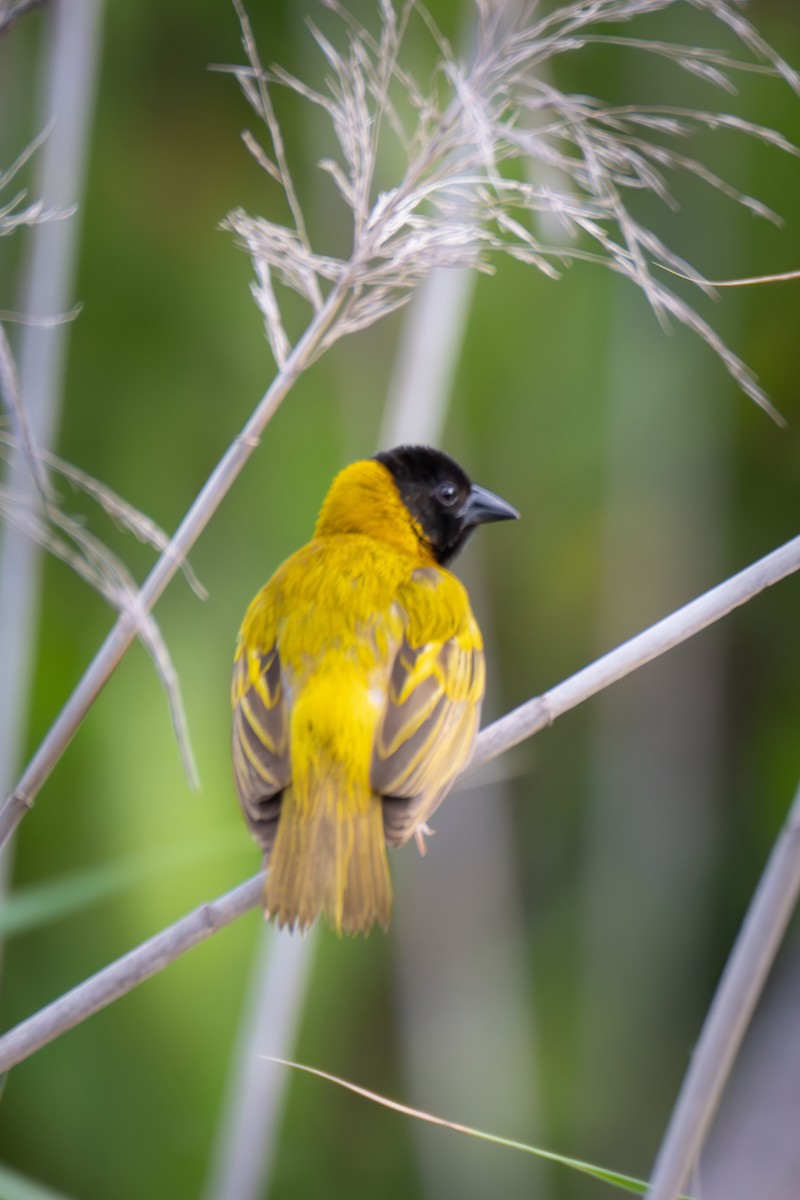 Black-headed Weaver - ML647495055