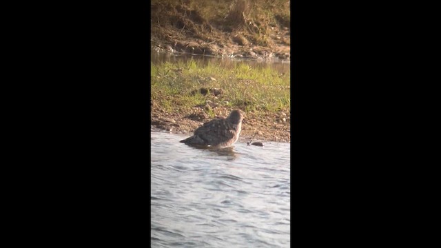 moták severoamerický - ML647495058