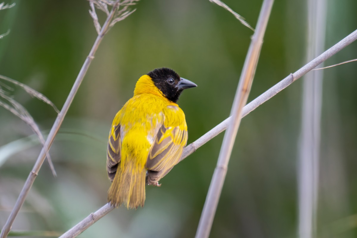 Black-headed Weaver - ML647495059