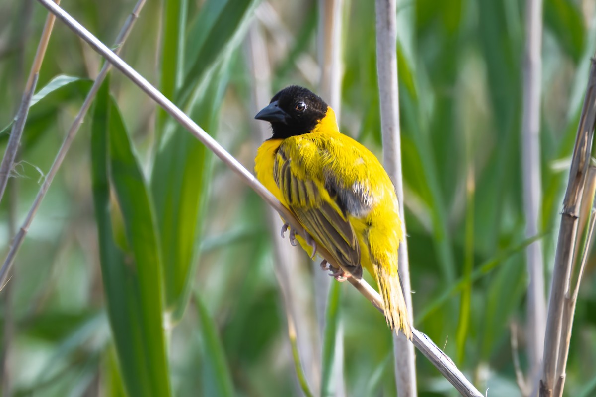 Black-headed Weaver - ML647495063