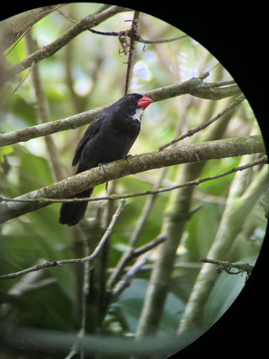 Slate-colored Grosbeak - ML647495066