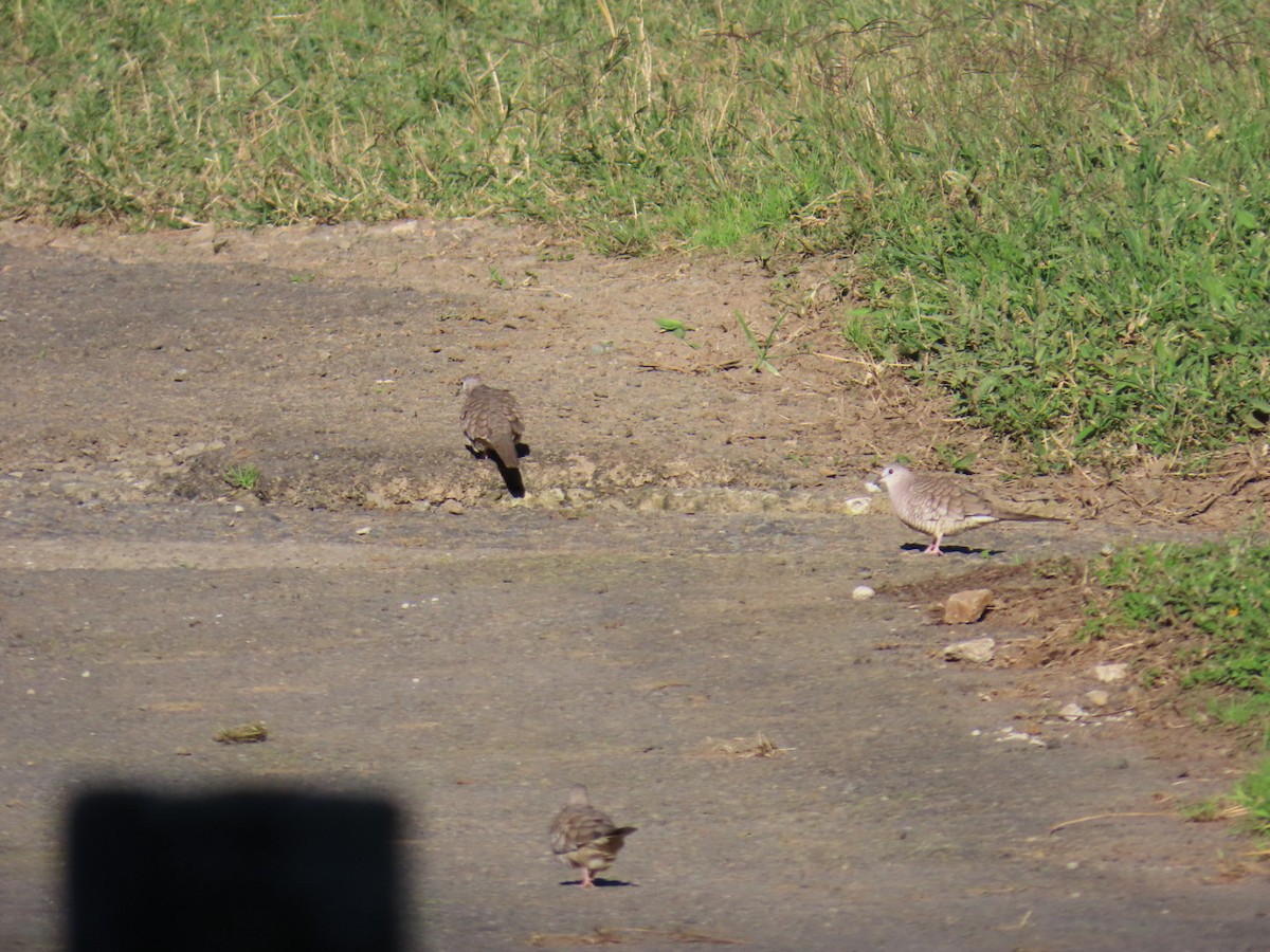 Инкская земляная горлица - ML647495068