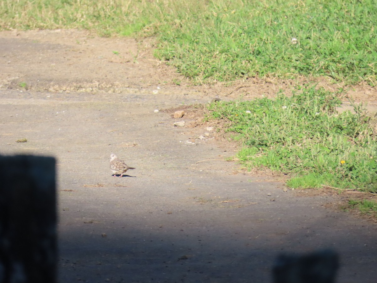 Инкская земляная горлица - ML647495069