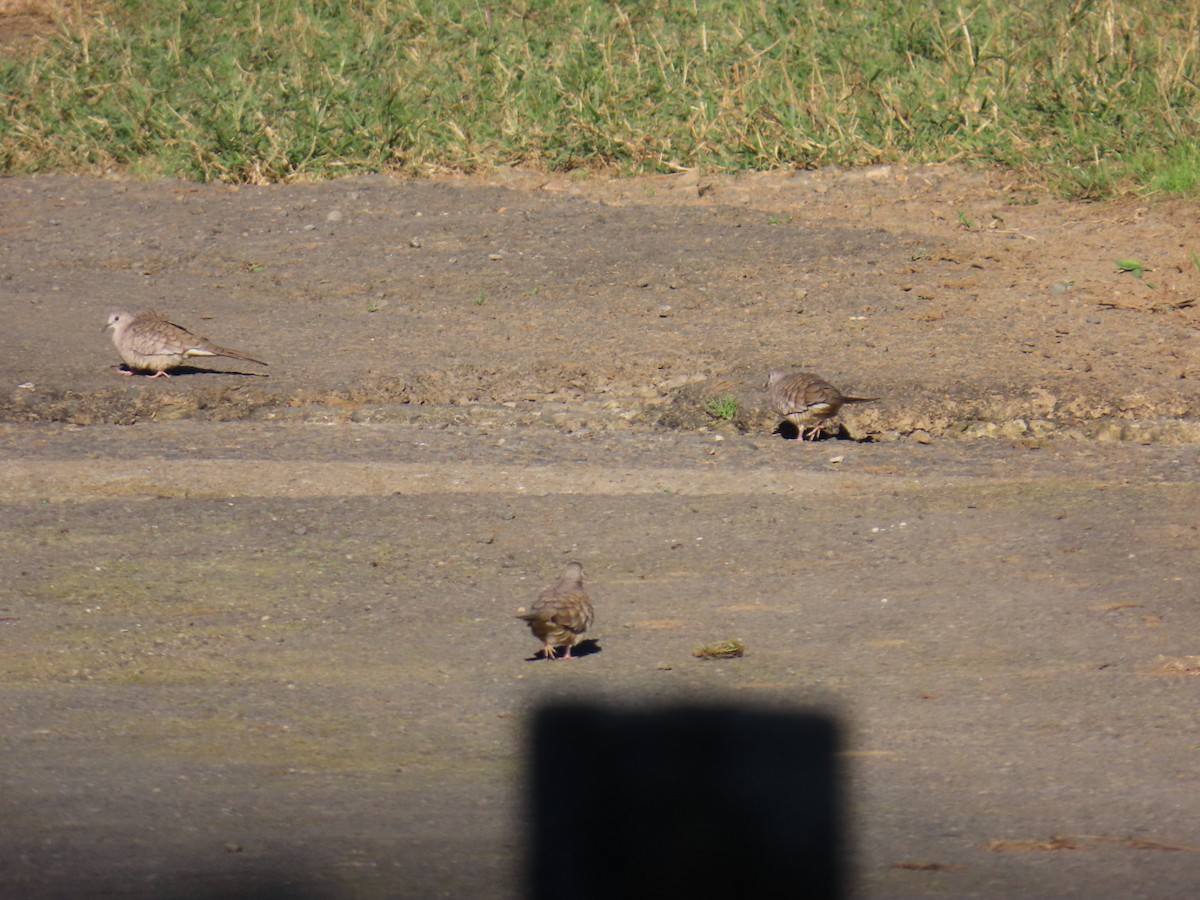 Инкская земляная горлица - ML647495070